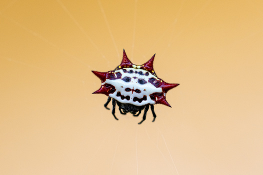 Illustration of a spiky insect with white and dark patterned wings against a warm tan background.