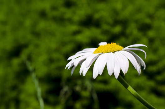 White daisy with yellow center against blurred green foliage background.
