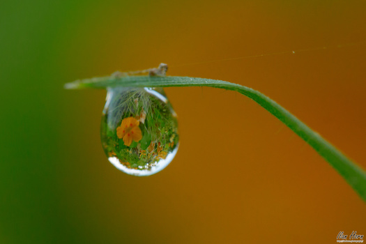 Water droplet hanging from a curved grass blade with reflected foliage and yellow flower visible inside.