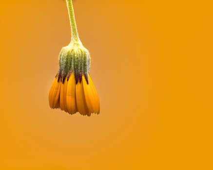 Wilted yellow flower hanging against solid orange background.