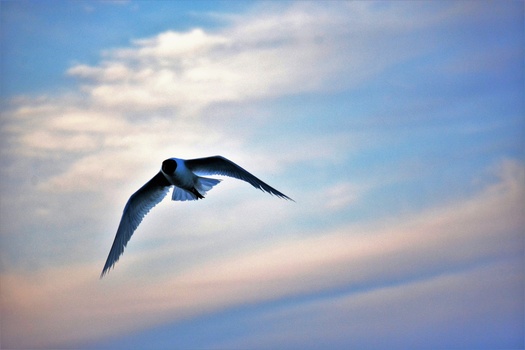 A bird in flight against a blue sky with white clouds, wings spread wide in dynamic motion.