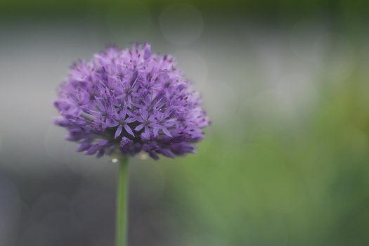 Purple spherical flower head with delicate petals in sharp focus against a soft, blurred green background.