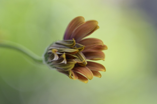 Bee collecting pollen from a brown flower with soft green blurred background.