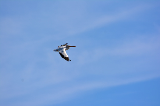 A pelican in flight against a clear blue sky with wings spread wide.