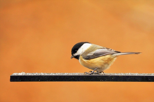 Small bird with black and white head markings and tan body perched on a dark horizontal rod against an orange background.