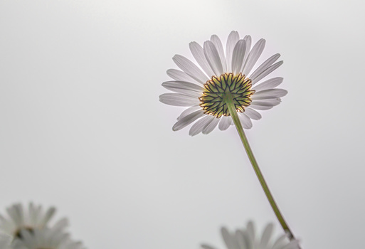 Single daisy with pale lavender petals and yellow center against soft gray background.