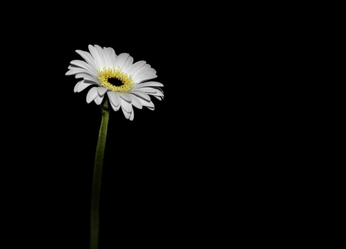White daisy with yellow center against black background.