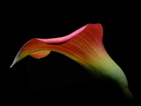 Close-up macro photograph of a curved flower petal displaying a gradient from deep red to pink, yellow, and soft green tones.