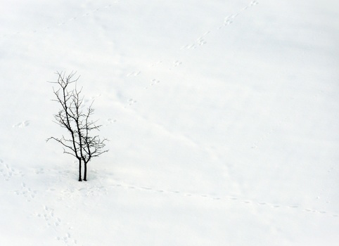 Bare tree standing alone in expansive snowy landscape under overcast sky.