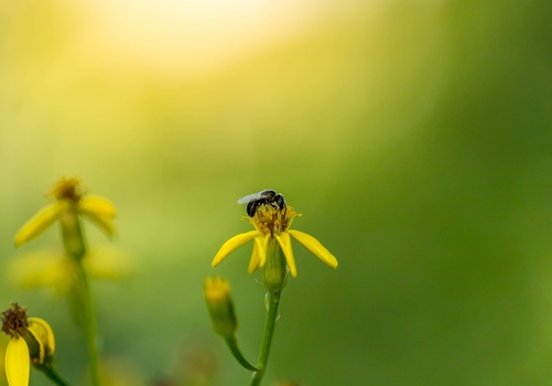 Bee collecting pollen from yellow flower petals with blurred green background.