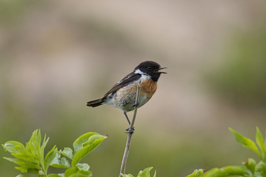 Small bird with black head and russet breast perched on a thin stem with green foliage.