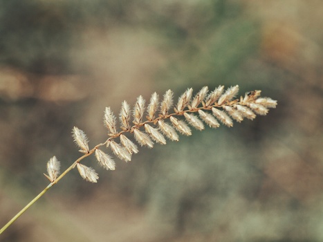 Close-up of a dried grass seed head with delicate, feathery spikelets arranged along a thin stem.