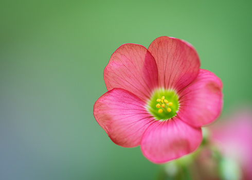 Pink flower with yellow-green center against soft green blurred background.