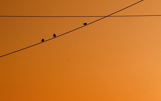 Four birds perched in a line along a diagonal power line against a warm orange sky.