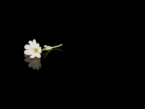 White flower with delicate petals and yellow center against black background with reflection.