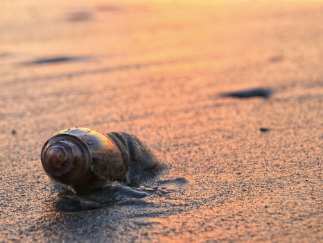 Sea snail shell on wet sand at beach during golden hour.
