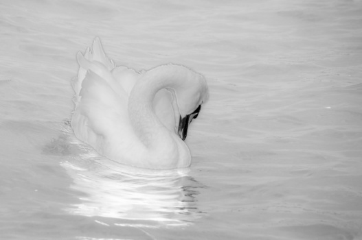 Swan in profile on water, head curved downward in black and white photograph.