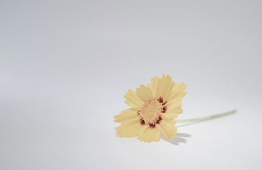 Pale yellow cosmos flower with deep red center against white background.