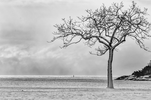 Bare tree standing in shallow water against overcast sky with distant sailboat.