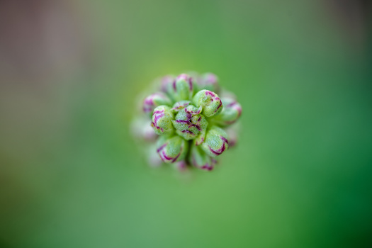 Cluster of unopened flower buds with pink and green coloring against a soft green blurred background.