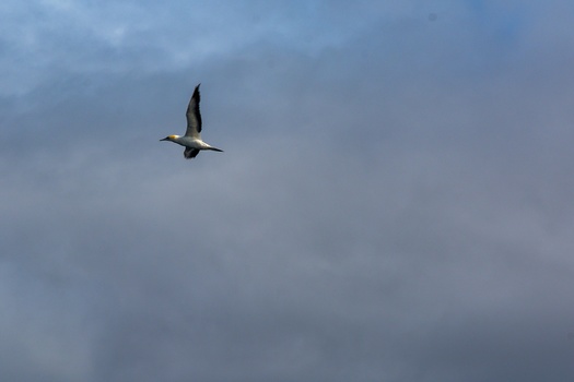 A waterfowl in flight against an overcast sky, wings spread mid-flight.