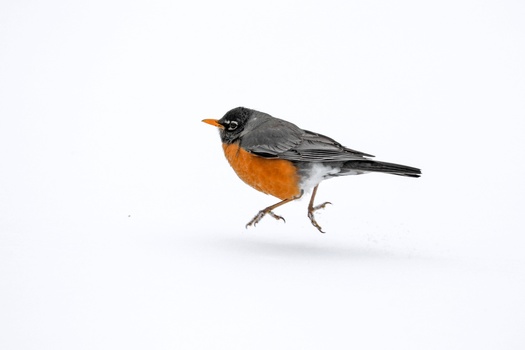 American Robin perched against white background with orange breast and gray-blue plumage.