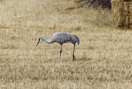Sandhill crane walking through dry grassland with long legs extended in stride.