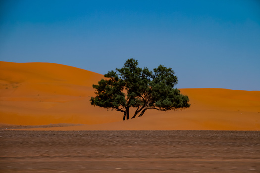 Single green tree standing alone on a vast sandy desert landscape beneath clear blue sky.