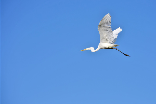 Great egret in flight against clear blue sky with wings spread and legs extended.