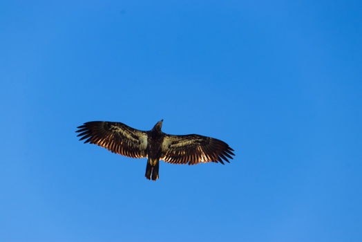 Large bird of prey soaring against clear blue sky with wings fully spread.