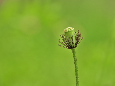 Unopened flower bud with water droplet balanced on top against soft green background.