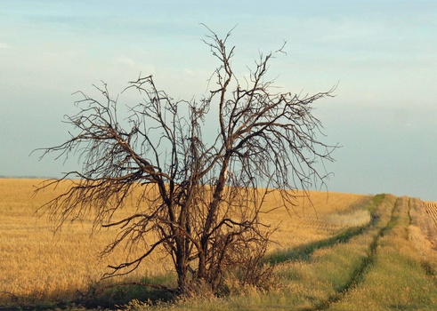 Bare, skeletal tree standing alone in a harvested grain field with plowed rows visible in the background.