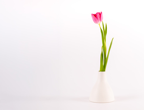 Single pink tulip with green stem in white conical vase against neutral background.