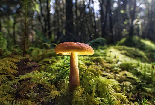 Small mushroom with reddish-brown cap growing on moss-covered forest floor.