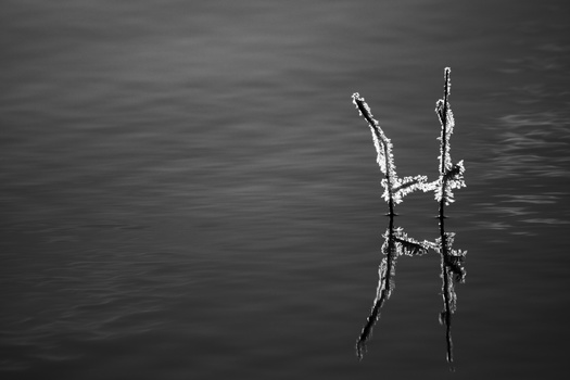 High-contrast black and white photograph of water droplets suspended mid-air creating a crown-like splash formation.
