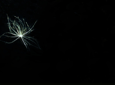 Delicate seed pod or dandelion head with radiating filaments against a black background.