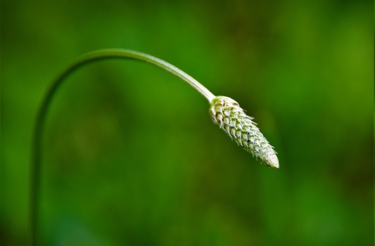 Delicate plant bud with textured scales arching gracefully on a thin curved stem against a soft green background.