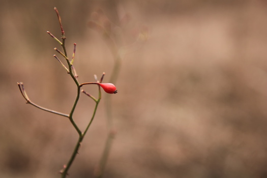 Single red seed pod on a delicate branching stem against a soft, blurred brown background.