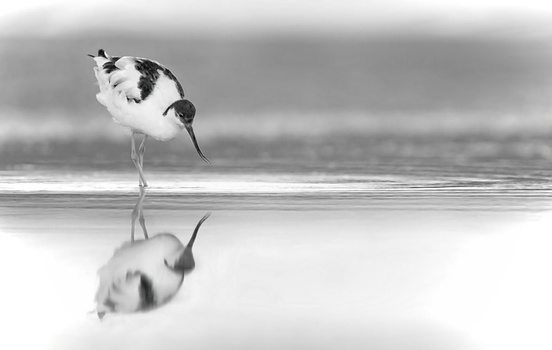 Black and white wading bird bending forward with its reflection visible in shallow water.