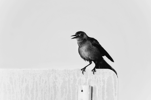 Black and white photograph of a small bird perched on a wooden post against a plain light sky.