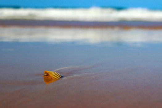 Yellow and black striped shell in shallow beach water with waves in soft focus background.