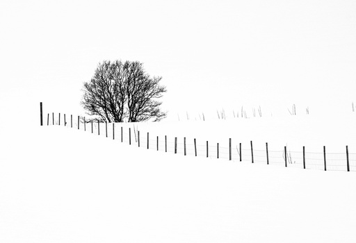 Bare tree in snow beside a wooden fence stretching into fog.