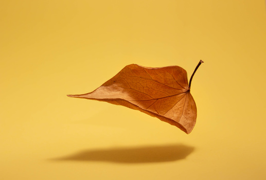Dried brown leaf suspended against a yellow background with a soft shadow beneath it.