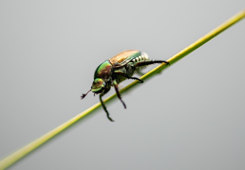 Iridescent beetle perched on a thin green stem against a neutral background.