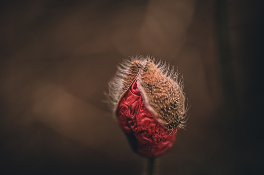 Close-up of a withered flower bud with dried petals and delicate white stamens against a soft, blurred brown background.