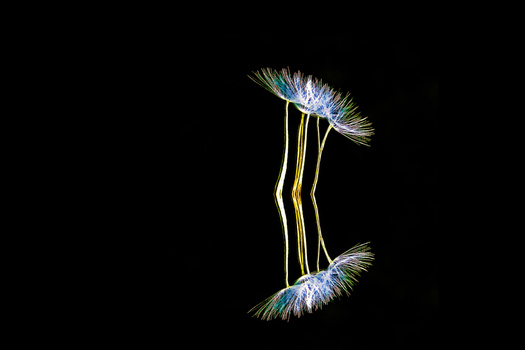Two feathered insects with elongated yellow legs and iridescent blue-white heads against a black background.