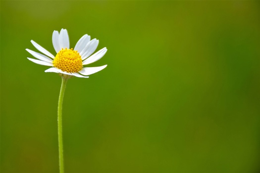 Single daisy with white petals and yellow center against a soft green background.