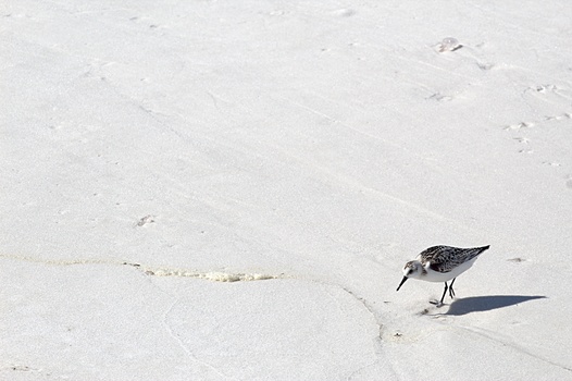 Shorebird with mottled plumage foraging on wet sand near the waterline.