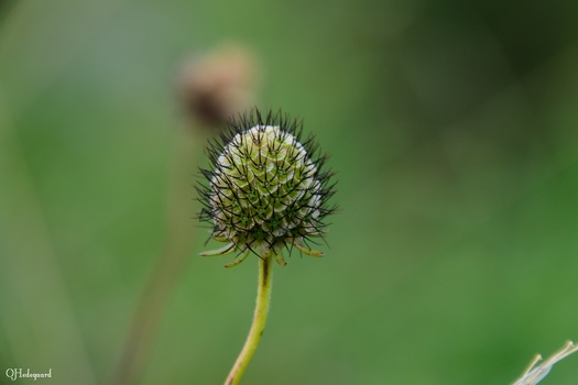 Spiky thistle bud with white flower petals emerging, photographed against a soft green blurred background.