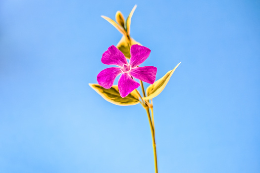Magenta flower with yellow buds and stem against clear blue sky.